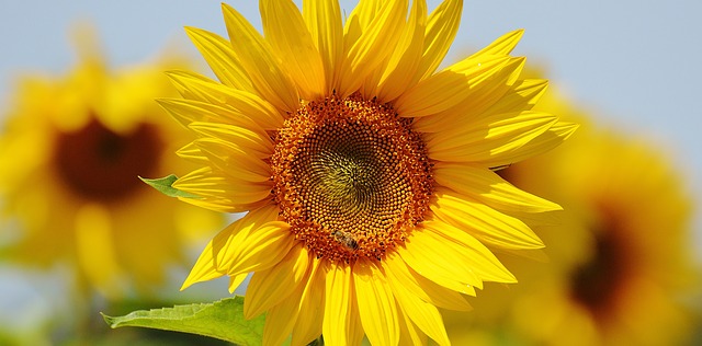 sun-flower-1533307_640